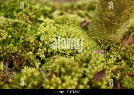 Eine Nahaufnahme Foto von Moos an der Unterseite eines Bonsai Baum wächst. Stockfoto