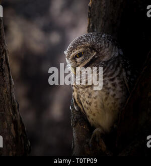 Gefleckte owlet (Athene brama) In der Bohrung auf dem Baum. Stockfoto