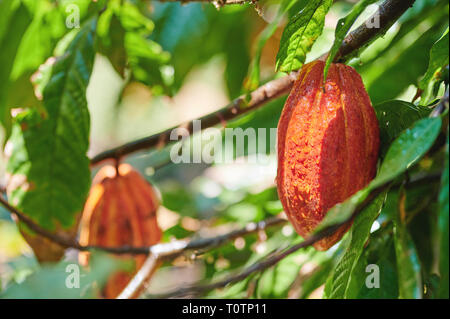 Farbe Orange frische Kakaofrucht am Baum Hintergrund verschwommen Stockfoto