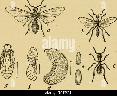 Elementare Lehrbuch der Zoologie, allgemein Stockfoto