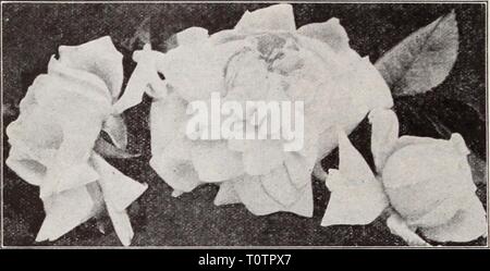 Dreer's Garten Buch Henry Dreer's Garten Buch/Henry A. Dreer. dreersgardenbook 1931 dree Jahr: ICH AUSWÄHLEN - Schläuche: Ich Hardy Klettern und Rambler Rosen Hardy gelbe Kletterrose. Primrose Albertine. Zinnoberrot Knospen und große, kupferfarben, Gämsen - Gelb, duftenden Blumen an kupferfarben Rose. Unterschiedliche und attraktive. Amerikanischen Säule. Eine einzelne Blüte varietj von großer Schönheit. Die Blüten sind groß, 3 bis 4 Zoll über, der einen schönen Farbton von Pink mit einem klaren weißen Auge und Cluster von gelben Staubgefäßen. Diese Blumen sind in großen Trauben und ein großes Werk in voller Blüte ist ein Blick getragen Stockfoto