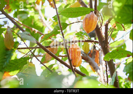 Gelbe cacao Hülsen hängen am Baum brach Stockfoto