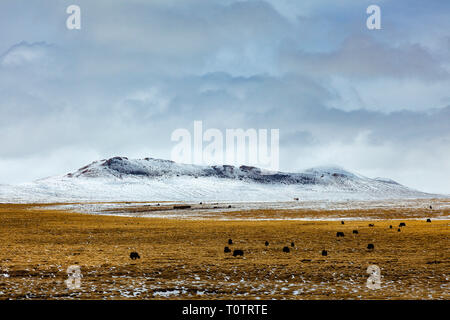 Landschaft von Reisen von Damshung zu den heiligen Namtso See, Tibet, China. Yaks grasen in die unfruchtbare Felder. Stockfoto