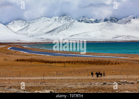 Yak ox ruht in der Nähe des heiligen Salz Namtso See (at4718 m, die höchste Höhe Salzsee der Welt). Tibet, China Stockfoto