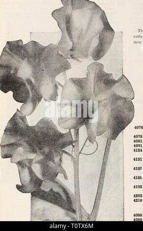 Dreer's Garten Buch Henry Dreer's Garten Buch/Henry A. Dreer. dreersgardenbook 1931 dree Jahr: Zuverlässige BLUMENSAMEN /! PHIIMLPHM Dreer "unvergleichlichen" Orchid-Flowered ZUCKERERBSEN® Sommer blühenden Garten Sorten Diese prächtigen Für die Blüte im Garten sind. Säen die Saat schon im Frühjahr wie der Boden vorbereitet werden können, da sie am stärksten während der kühlen Frühjahr und im Sommer wachsen. Blau und Lila 4073 Blue Bell. Schöne große, klare blaue Blüten. 4128 Himmlisches Blau. Immense Blumen einer echten Del-phinium-blau. Auch auf gute, starke platziert. 4175 *01 ympia. Sehr lar Stockfoto