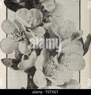 Dreer's Garten Buch Henry Dreer's Garten Buch/Henry A. Dreer. dreersgardenbook 1931 dree Jahr: Cornus alba 'Sibirica jungfräulichen Cornus alba 'Sibirica - Mock Orange Beliebte altmodische Sträucher mit auffälligen weißen Blüten im Mai oder Juni. Gelingt es in fast jedem Ort. Conquete. Einzelne große Blumen in Clustern von 3. bis 5., vollständig über die Anlage. Girandole (Neu). Pflanzen von ausgezeichneten Gewohnheit des Wachstums, Sehr reichblühend mit außergewöhnlich gut geformt, doppelte Blüten in dichten Dolden. Das Banner. Eine Hybridsorte bilden eine formschöne Strauch mit sehr großen Blüten. Einer der begehrtesten. Virgina Stockfoto