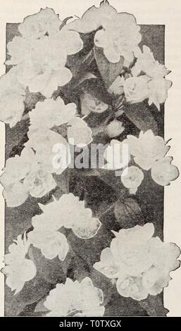 Dreer's Garten Buch Henry Dreer's Garten Buch/Henry A. Dreer. dreersgardenbook 1931 dree Jahr: ICH WAHL HARDY STRÄUCHER 1 Cornus alba 'Sibirica jungfräulichen Cornus alba 'Sibirica - Mock Orange Beliebte altmodische Sträucher mit auffälligen weißen Blüten im Mai oder Juni. Gelingt es in fast jedem Ort. Conquete. Einzelne große Blumen in Clustern von 3. bis 5., vollständig über die Anlage. Girandole (Neu). Pflanzen von ausgezeichneten Gewohnheit des Wachstums, Sehr reichblühend mit außergewöhnlich gut geformt, doppelte Blüten in dichten Dolden. Das Banner. Eine Hybridsorte bilden eine formschöne Strauch mit sehr großen Blüten. Eine der Stockfoto