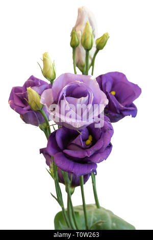 Kunst Stillleben Farbe Makro aus einem Bündel von Violett Blau lisianthus/Auffällige prairie Enzian/Texas bluebell Blüten auf weißem Hintergrund Stockfoto