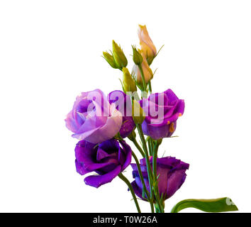 Kunst Stillleben bunte Makro aus einem Bündel von Violett Blau lisianthus/Auffällige prairie Enzian/Texas bluebell Blüten auf weißem Hintergrund Stockfoto