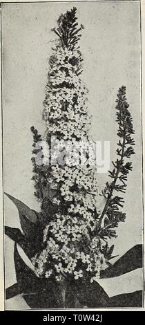 Dreer's Garten Buch dreiundsiebzigsten Dreer's Garten Buch: 70 - dritte jährliche Ausgabe 1911 dreersgardenbook 1911 henr Jahr: 1911 BUDDLEYA VEITCHIANA. Aralia Pentaphylla. Eine hübsche Japanische Strauch, von mittlerer Größe und des raschen Wachstums, mit feinen gelappt palmate Blätter von einem blassen Grün, Zweige mit Dornen eingerichtet. 25 cts. Jedes. Â Spinosa (Hercules Club, Angelica Baum, oder Devil's Walking-Stick). Eine einzigartige native baumartige Strauch, von 10 bis 15 Fuß hoch, mit sehr stachelige Stängeln, gefiederten Blättern und Rispen von weißen Blumen im Monat August, eine ungerade tropischen aussehende Pflanze. 50 Stockfoto