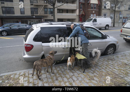 Professionelle dog Walker lädt acht Hunde in sein Auto, Sie mit nach Hause nehmen nach einem Spaziergang in den Prospect Park, Brooklyn, New York. Stockfoto