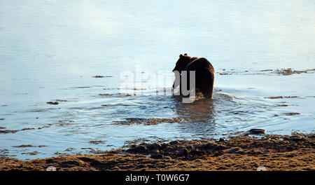 Grizzly Bär mit Elch fawn Leichnam in sein Maul schwimmen über Yellowstone River im Yellowstone National Park in Wyoming United States Stockfoto