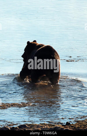 Grizzly Bär mit Elch fawn Leichnam in sein Maul schwimmen über Yellowstone River im Yellowstone National Park in Wyoming United States Stockfoto