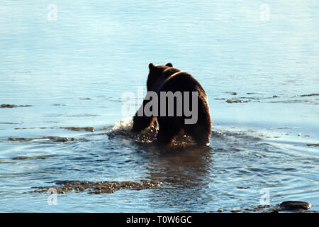 Grizzly Bär mit Elch fawn Leichnam in sein Maul schwimmen über Yellowstone River im Yellowstone National Park in Wyoming United States Stockfoto