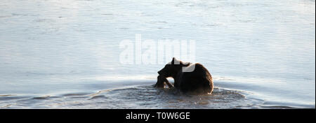 Grizzly Bär mit Elch fawn Leichnam in sein Maul schwimmen über Yellowstone River im Yellowstone National Park in Wyoming United States Stockfoto