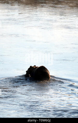 Grizzly Bär mit Elch fawn Leichnam in sein Maul schwimmen über Yellowstone River im Yellowstone National Park in Wyoming United States Stockfoto