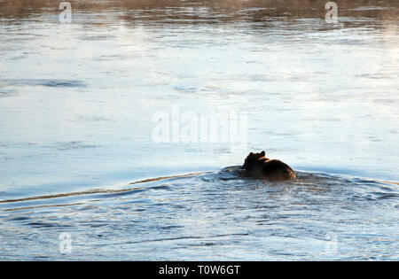 Grizzly Bär mit Elch fawn Leichnam in sein Maul schwimmen über Yellowstone River im Yellowstone National Park in Wyoming United States Stockfoto