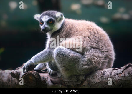 Lemur in regen Wald Bäume Madagaskar. Lemuren im Gewicht von 30 g bis 9 kg. Die Meisten von Ihnen essen nur viel Früchte und Blätter und einige Arten Essen Stockfoto