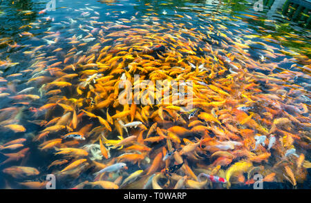 Farbenfrohe koi Karpfen oder phantastischen Karpfen Fisch im Teich. Stockfoto