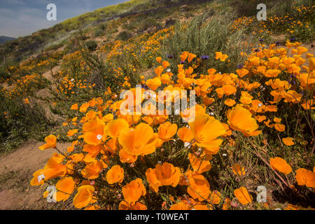 Super Blüte von Mohn und andere Wildblumen am Lake Elsinore, Kalifornien, USA, März 2019 Stockfoto