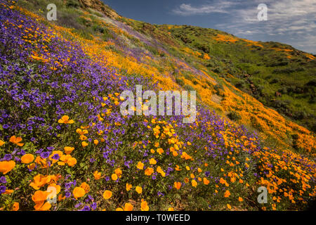 Super Blüte von Mohn und andere Wildblumen am Lake Elsinore, Kalifornien, USA, März 2019 Stockfoto