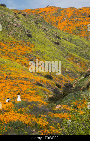 Super Blüte von Mohn und andere Wildblumen am Lake Elsinore, Kalifornien, USA, März 2019 Stockfoto