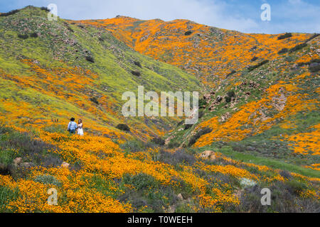 Super Blüte von Mohn und andere Wildblumen am Lake Elsinore, Kalifornien, USA, März 2019 Stockfoto