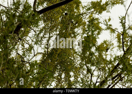Green willow Detail Nahaufnahme Stockfoto