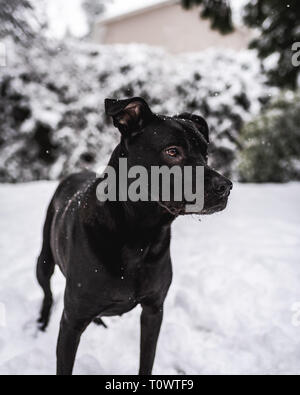 Mein 5 Jahre alter Junge Charlie genießen Sie den Schnee! Stockfoto