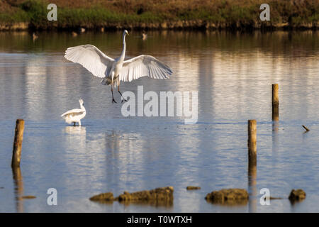 Seidenreiher Naturpark S'Albufera de Mallorca Muro, Mallorca, Baleares, Spanien Stockfoto