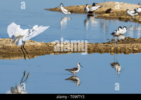 Seidenreiher Naturpark S'Albufera de Mallorca Muro, Mallorca, Baleares, Spanien Stockfoto