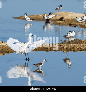 Seidenreiher Naturpark S'Albufera de Mallorca Muro, Mallorca, Baleares, Spanien Stockfoto