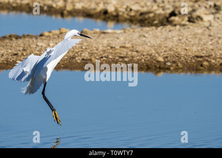 Seidenreiher Naturpark S'Albufera de Mallorca Muro, Mallorca, Baleares, Spanien Stockfoto