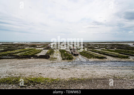 Auster Betriebe mit wachsenden Austern bei Ebbe ein bewölkter Tag des Sommers in den Hafen von Cancale, Bretagne, Frankreich Stockfoto