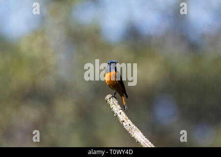 Blau fronted redstart Phoenicurus, frontalis, Sattal, Uttarakhand, Indien. Stockfoto