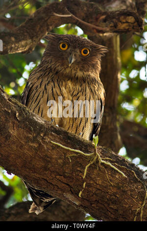 Brown fish Owl, Ketupa zeylonensis, Kolhapur, Maharashtra, Indien. Stockfoto