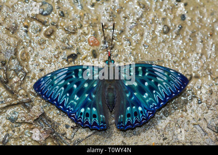 Constable, Dichorragia nesimachus, Namdapha Tiger Reserve, Arunachal Pradesh, Indien. Stockfoto