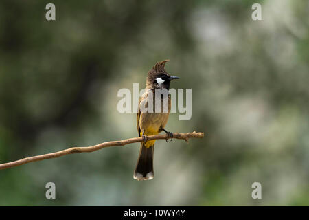 Himalayan bulbul, Pycnonotus leucogenys, Sattal, Uttarakhand, Indien. Stockfoto