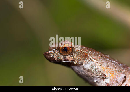 Horned Frog, Megophrys ancrae, Namdapha Tiger Reserve, Arunachal Pradesh, Indien. Stockfoto