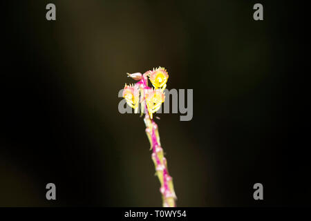 Malaxis versicolor, terrestrischen Orchidee mit kurzem Stiel, Amboli, Swantwadi, Maharashtra, Indien. Stockfoto