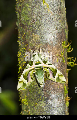 Oleander hawk Moth oder Armee grüne Spinne, Daphnis nerii, Amboli, Maharashtra, Indien. Stockfoto