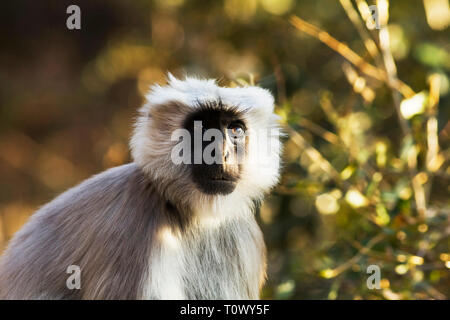 Tarai grau Langur, semnopithecus Hector, Sattal, Uttarakhand, Indien. Stockfoto