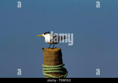 Mehr crested tern, Goa, Indien. Stockfoto