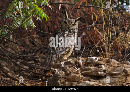 Indischer Uhu, Solapur, Maharashtra, Indien. Stockfoto