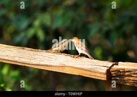 Rotbraun sparrow, Sattal, Uttarakhand, Indien. Stockfoto