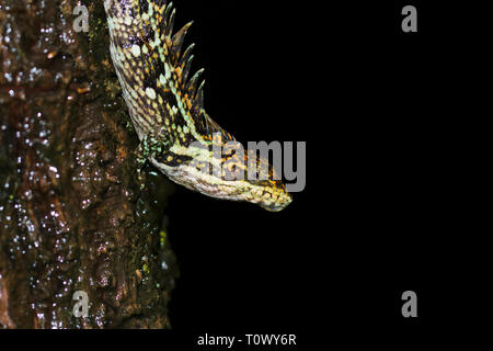 Salea horsfieldii, Ooty, Tamil Nadu, Indien. Stockfoto