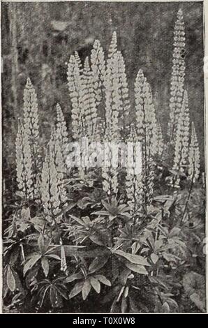 Dreer's Garten Buch Henry Dreer's Garten Buch/Henry A. Dreer. dreersgardenbook 1931 dree Jahr: Lysimachia clethroides Lysimachia Clethroides (Schwanenhals, felberich). Eine feine hardy Vielzahl ungefähr 2 Fuß hoch. Hat lange, dichte, recurved Spitzen der rein weißen Blüten von Juli bis September. Poppy. Eine schöne Pflanze, 18 cm hoch, mit dichten, aufrechten Spikes von weißen Blüten im August. Das Laub wird zu einem attraktiven brillante bronzy Rot im frühen Herbst. Nummularia (schleichende Jenny oder Geld - Johanniskraut). Wertvoll für die Pflanzen unter Bäumen oder Sträuchern, wo Gras wird nicht so schnell wachsen, bildet ein Stockfoto