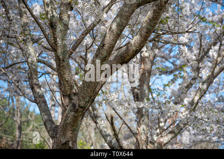 Weiß blühende Kirschbäume vor einem strahlend blauen Himmel in der Metro Atlanta, Georgia an einem schönen Tag im frühen Frühling. (USA) Stockfoto