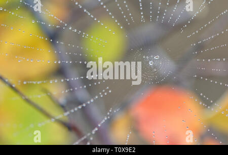 Spiderweb closeup und Tautropfen im Wald Stockfoto