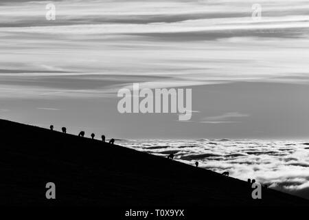 Pferde Silhouetten auf einem Berg über dem Hochnebel Stockfoto